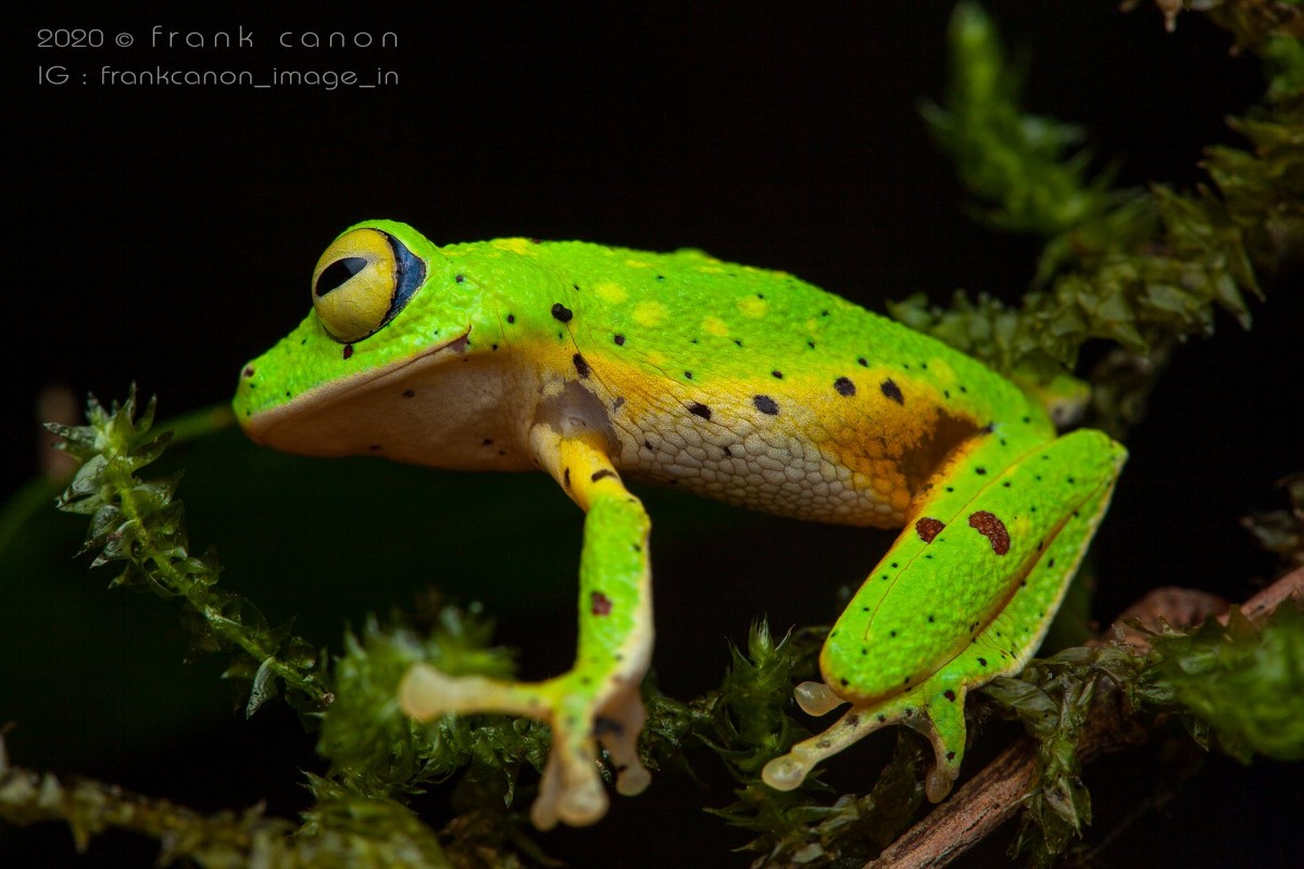 Pseudophilautus poppiae Megaskumbura & Manamendra-Arachcchi, 2005